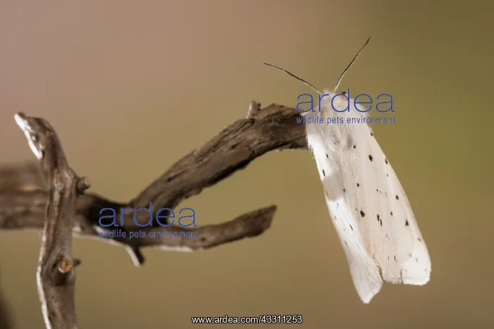 : Dorsal view of an adult of White ermine (Spilosoma : Dorsal view of an adult of White ermine (Spilosoma