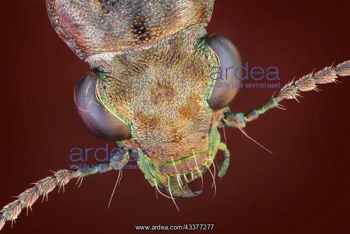 : Dorsal view of a Rasch beetle (Elaphrus riparius) : Dorsal view of a Rasch beetle (Elaphrus riparius)
