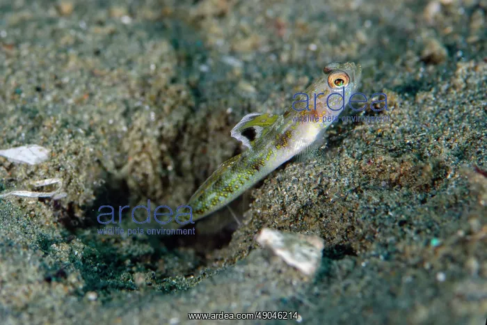 : Dorsalspot Shrimpgoby with erect fin outside hole : Dorsalspot Shrimpgoby with erect fin outside hole