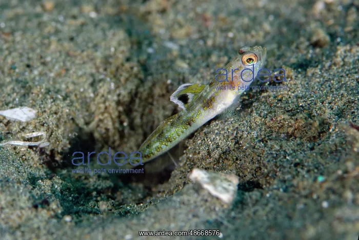 : Dorsalspot Shrimpgoby with erect fin outside hole - Rhino : Dorsalspot Shrimpgoby with erect fin outside hole - Rhino