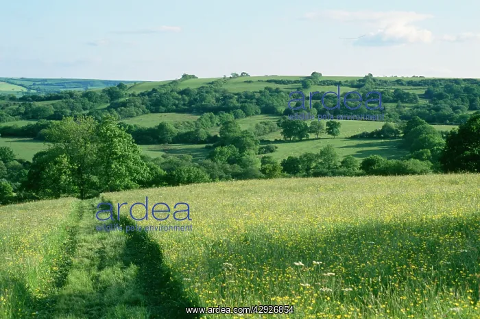 : DORSET - ancient field patterns / farmland : DORSET - ancient field patterns / farmland