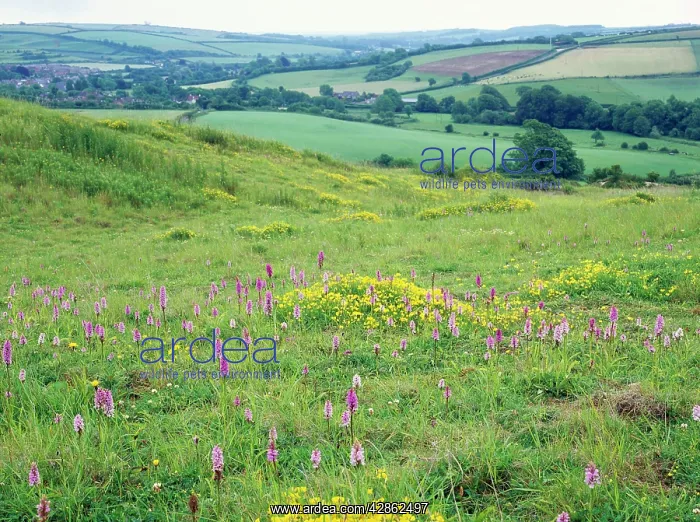 : DORSET, Chalk Downland - in old quarry with Common : DORSET, Chalk Downland - in old quarry with Common