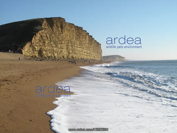 : Dorset coast : Dorset coast