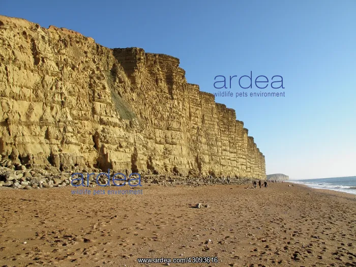 : Dorset coast : Dorset coast