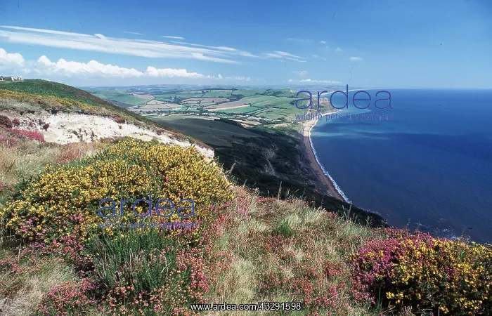 : Dorset - Coastline at the Golden Cap above Seatown : Dorset - Coastline at the Golden Cap above Seatown