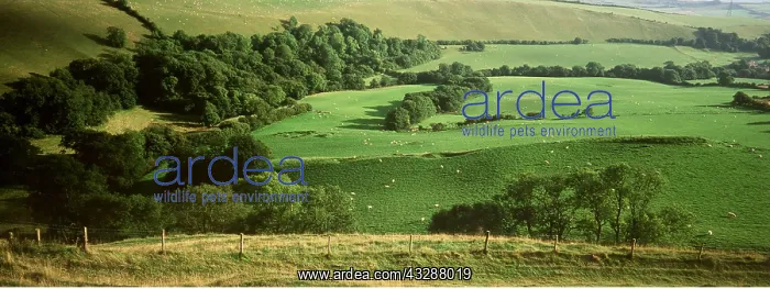 : DORSET - Eggardon Hill, Woods and fields in summer : DORSET - Eggardon Hill, Woods and fields in summer