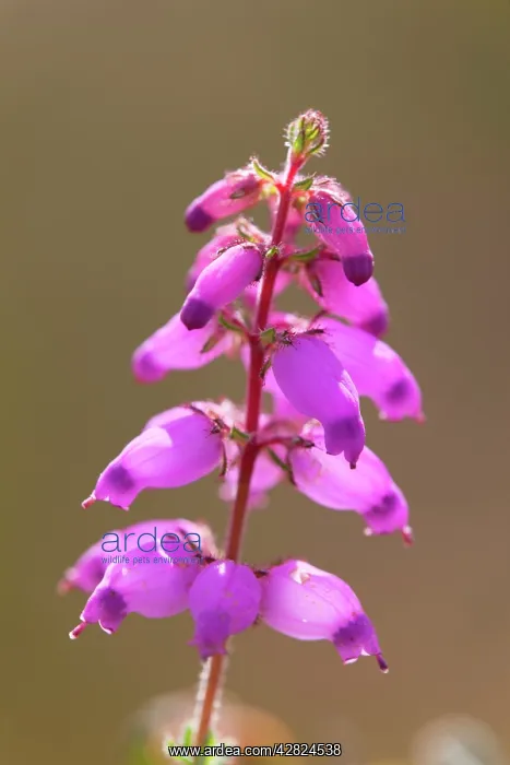 : Dorset Heath : Dorset Heath