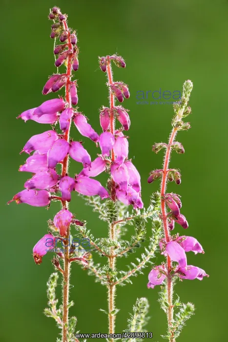 : Dorset Heath : Dorset Heath