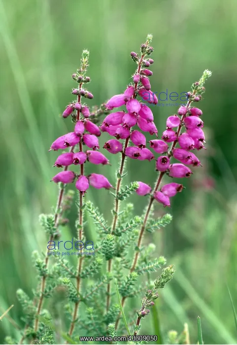 : DORSET HEATH - In flower : DORSET HEATH - In flower
