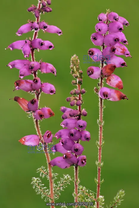 : Dorset Heath - in flower - very rare plant in UK : Dorset Heath - in flower - very rare plant in UK