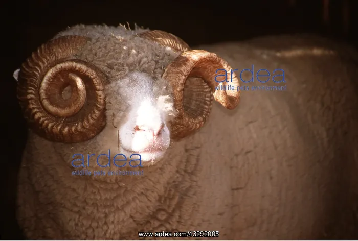 : DORSET HORN SHEEP - RAM : DORSET HORN SHEEP - RAM