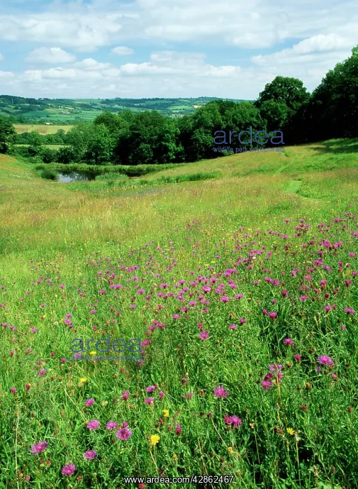 : Dorset - Meadow with rich flora including Knapweeds : Dorset - Meadow with rich flora including Knapweeds