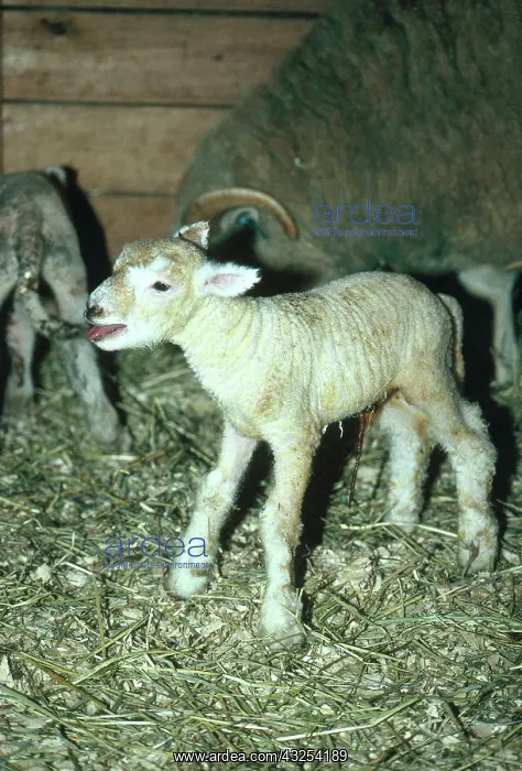 : Dorset / Southdown Lamb : Dorset / Southdown Lamb