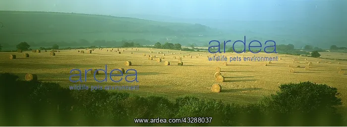: DORSET - Straw bales at harvest, early morning : DORSET - Straw bales at harvest, early morning