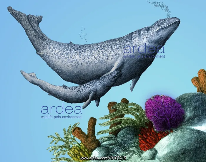 : Dorudon and Calf : Dorudon and Calf