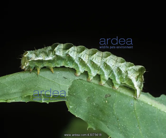 : Dot moth caterpillar : Dot moth caterpillar