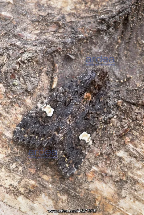  : Dot Moth - Norfolk UK