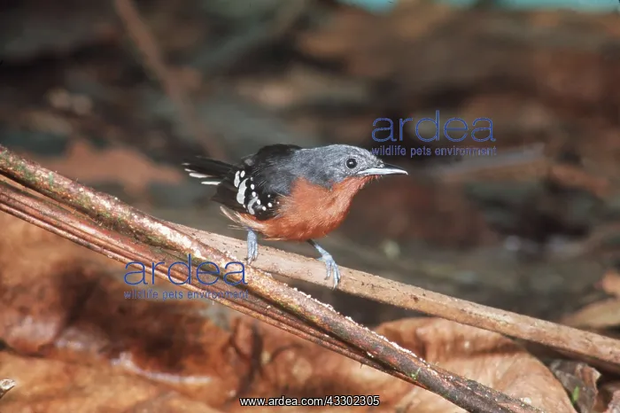 : DOT-WINGED ANT-WREN - Female : DOT-WINGED ANT-WREN - Female