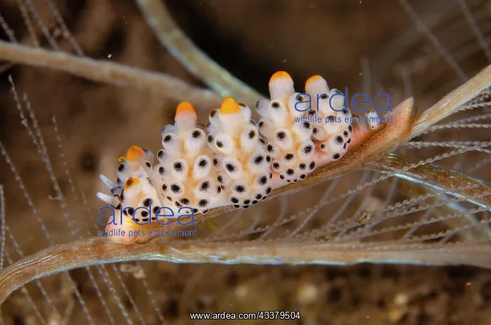 : Doto Nudibranch : Doto Nudibranch