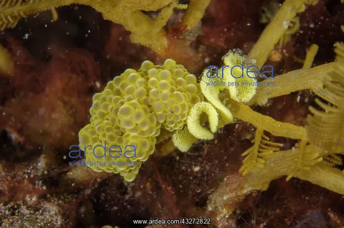 : Doto Nudibranch with eggs - Kubu, Tulamben, Karangasem Regen : Doto Nudibranch with eggs - Kubu, Tulamben, Karangasem Regen