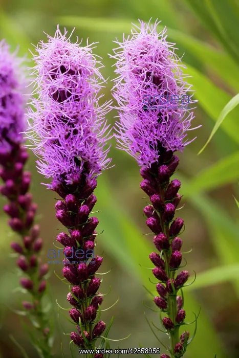 : Dotted blazing star : Dotted blazing star