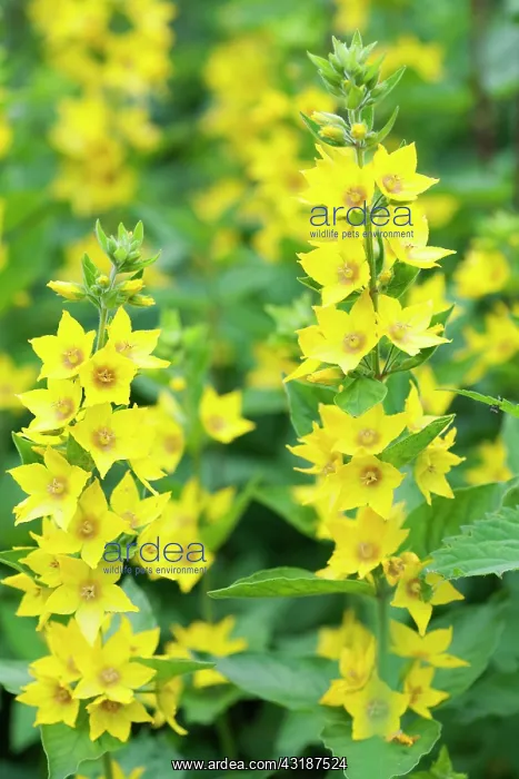 : Dotted Loosestrife : Dotted Loosestrife