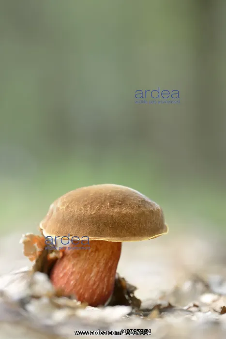 : Dotted Stem Bolete (Boletus erythropus) on the : Dotted Stem Bolete (Boletus erythropus) on the