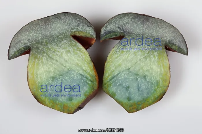 : Dotted Stem Bolete / Red-foot Bolete - cut into two pieces : Dotted Stem Bolete / Red-foot Bolete - cut into two pieces