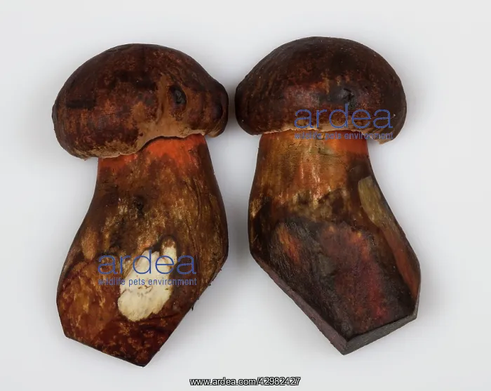 : Dotted Stem Bolete / Red-foot Bolete - cutting in two pieces : Dotted Stem Bolete / Red-foot Bolete - cutting in two pieces