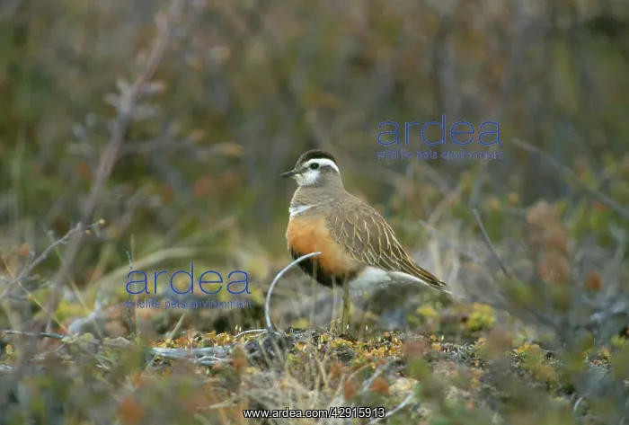  : Dotterel (Charadrius morinellus)