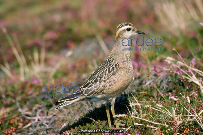  : Dotterel (Eudromias morinellus)