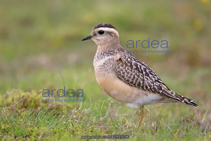  : Dotterel Cornwall, UK