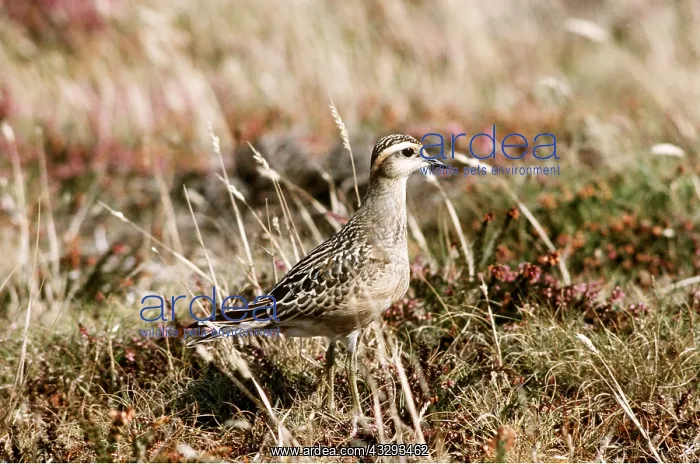 : DOTTEREL : DOTTEREL