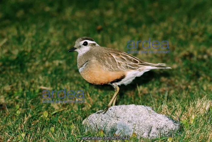  : DOTTEREL - Adult male