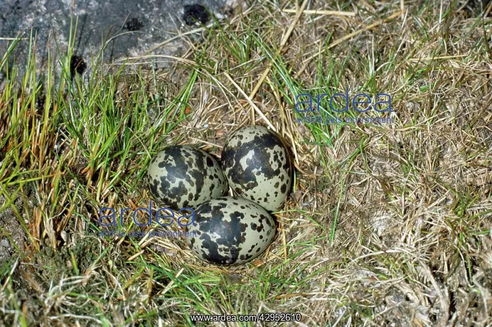  : Dotterel Eggs