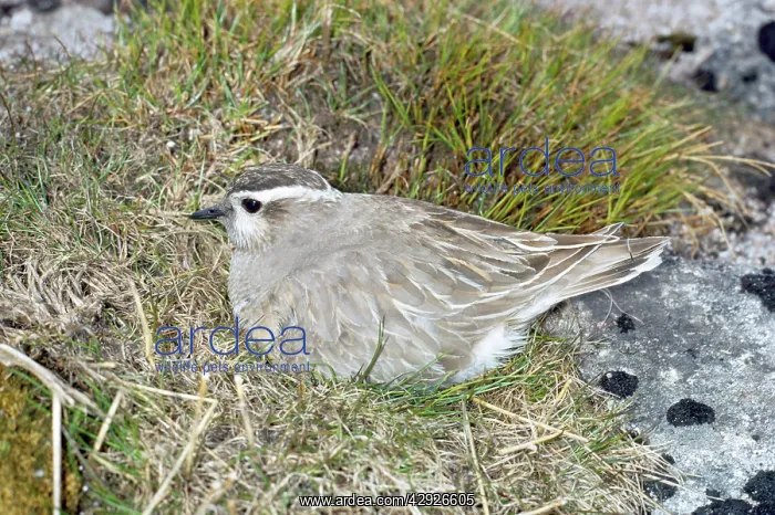 : Dotterel - on nest : Dotterel - on nest