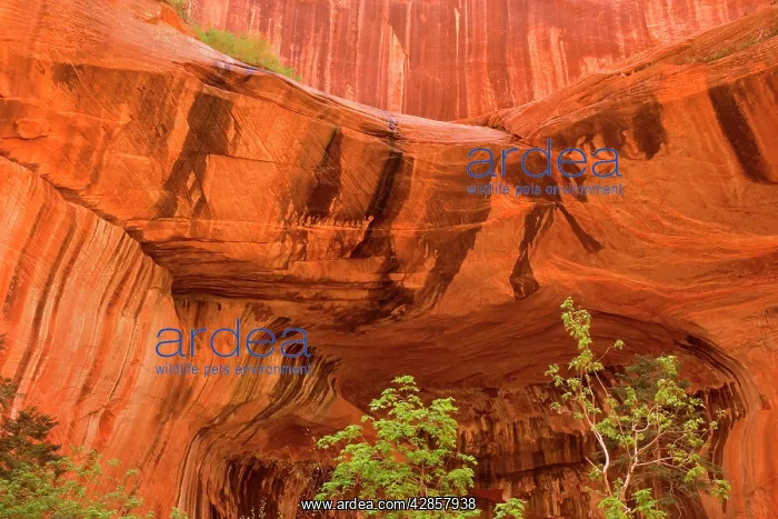 : Double Arch Alcove - carved in a 2000 foot sandstone : Double Arch Alcove - carved in a 2000 foot sandstone