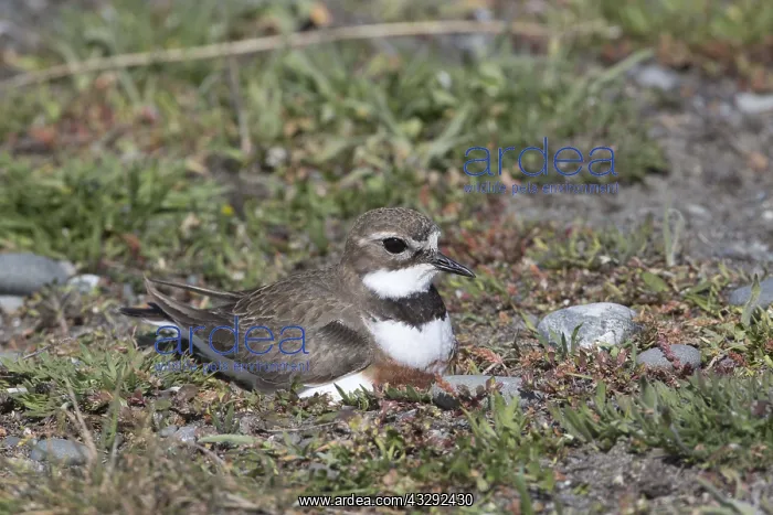 : Double-banded Plover - Banded Dotterel - Incubating : Double-banded Plover - Banded Dotterel - Incubating