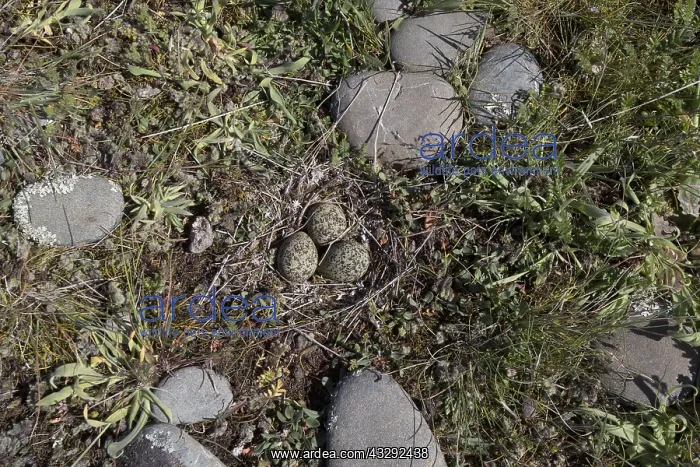 : Double-banded Plover - A nest with 3 eggs - Kaitorete : Double-banded Plover - A nest with 3 eggs - Kaitorete