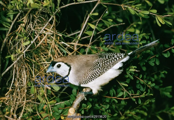  : Double-bar Finch