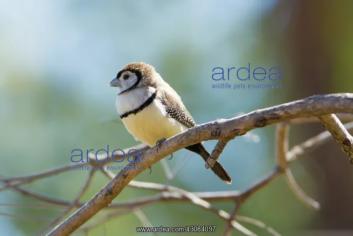 : Double-bar Finch : Double-bar Finch