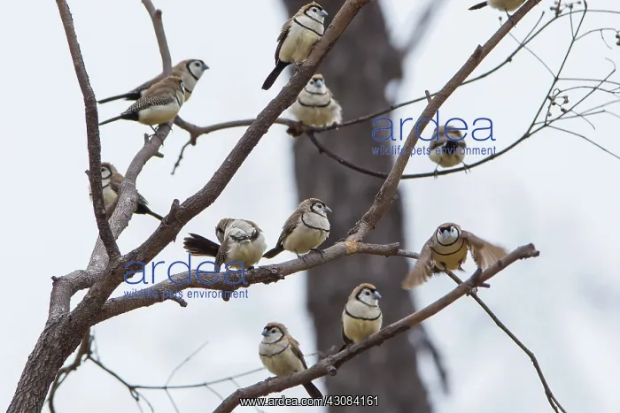 : Double-bar Finch : Double-bar Finch