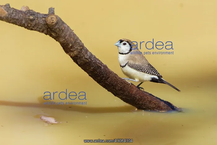 : Double-bar Finch : Double-bar Finch