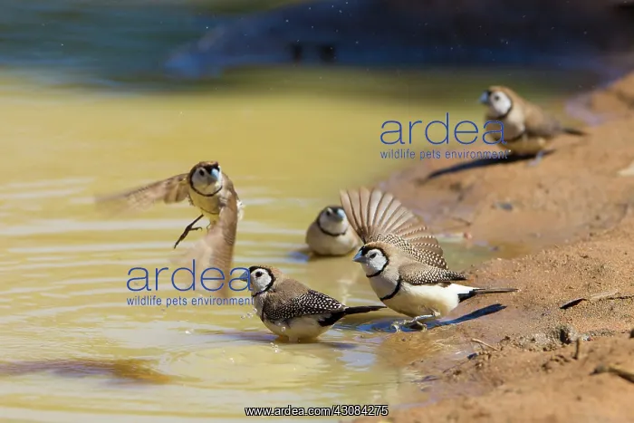 : Double-bar Finches : Double-bar Finches