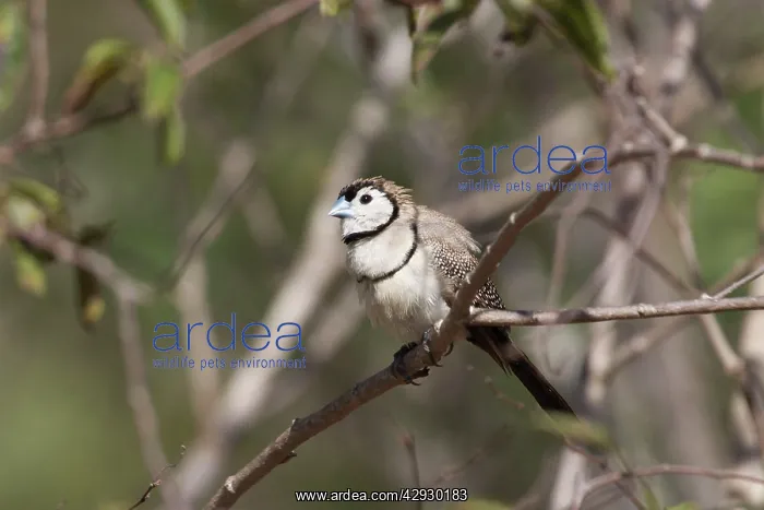 : Double-barred Finch : Double-barred Finch