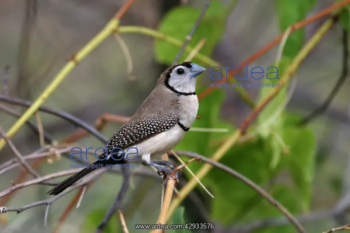 : Double-barred Finch : Double-barred Finch