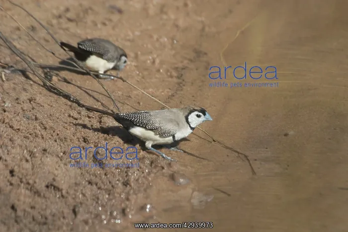 : Double-barred Finch : Double-barred Finch