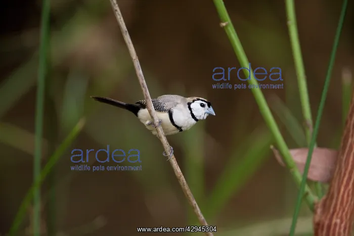  : Double-barred Finch
