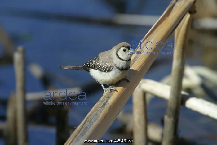 : Double-barred Finch : Double-barred Finch
