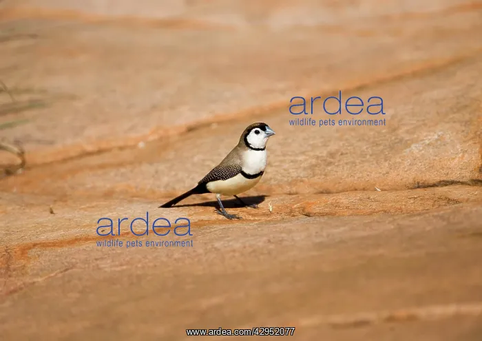 : Double-barred Finch : Double-barred Finch